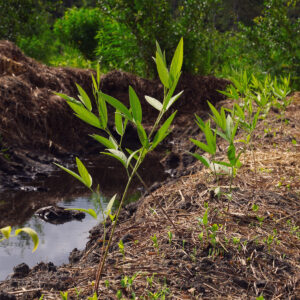 plants start to grow in the plow row